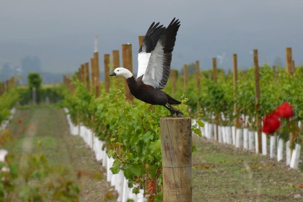Renwick Ddog Vineyard & Bnb מראה חיצוני תמונה