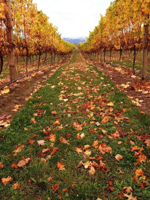 Renwick Ddog Vineyard & Bnb מראה חיצוני תמונה