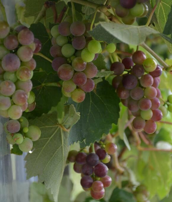 Renwick Ddog Vineyard & Bnb מראה חיצוני תמונה