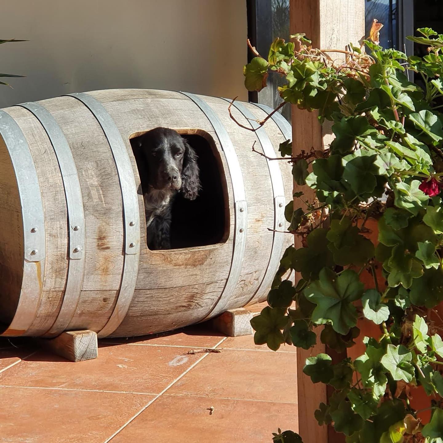 Renwick Ddog Vineyard & Bnb מראה חיצוני תמונה