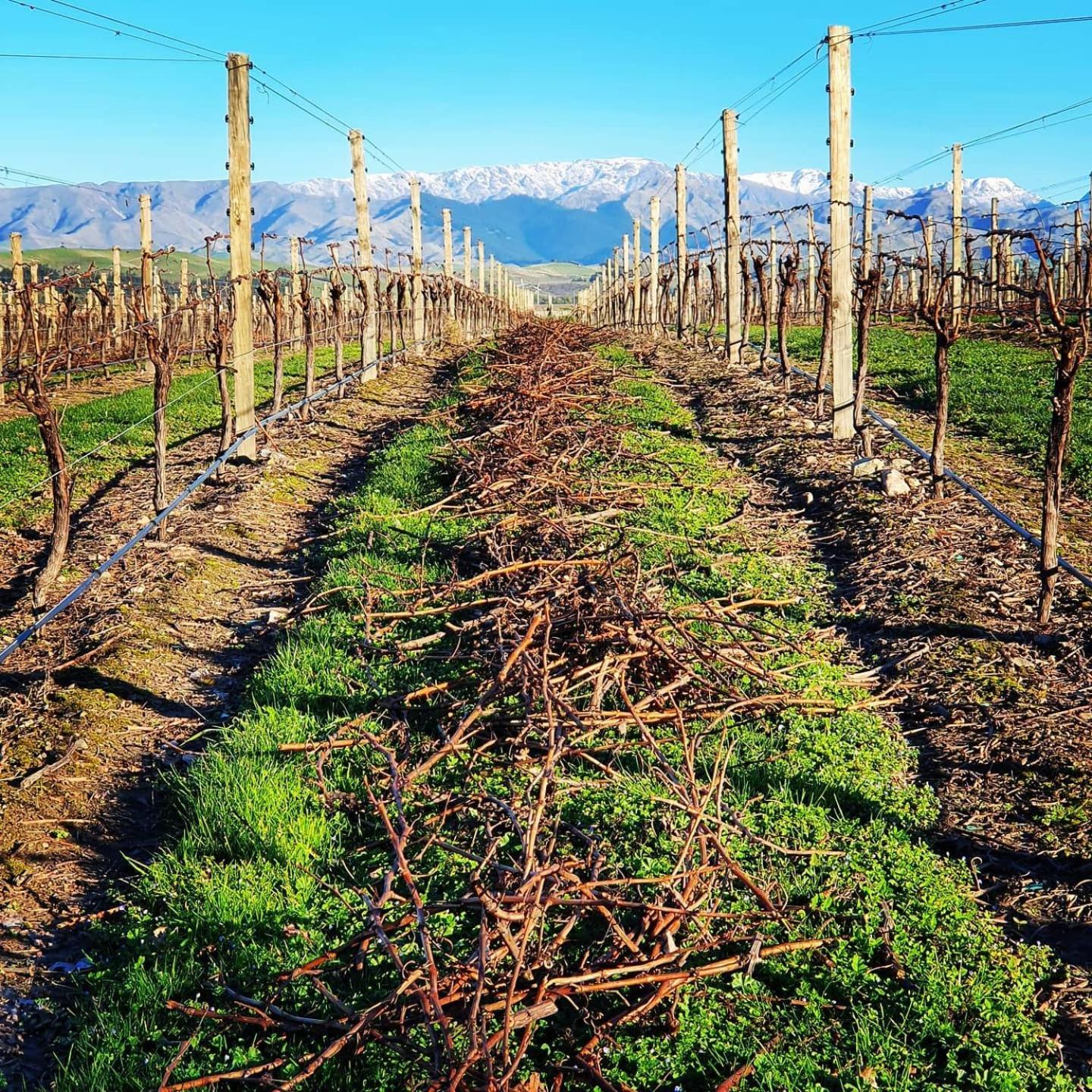 Renwick Ddog Vineyard & Bnb מראה חיצוני תמונה
